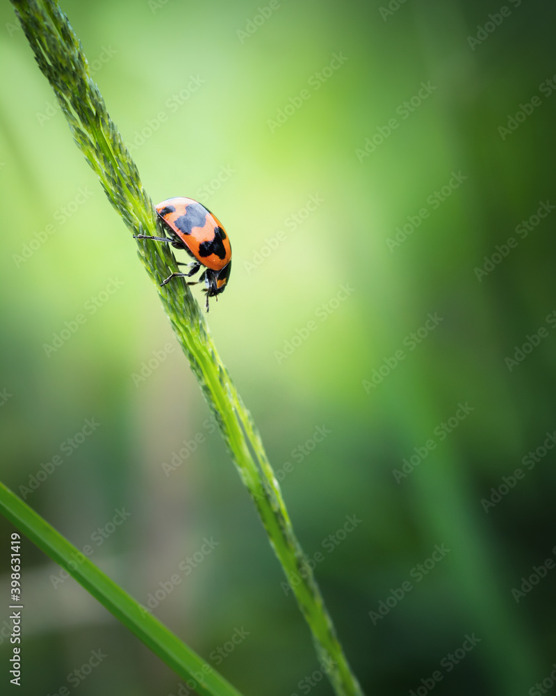 small ladybug resting on grass blade isolated on nature background small ladybug resting on grass blade isolated on nature background
