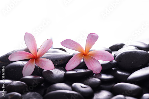 Beautiful two pink frangipani and zen black stones ,wet background 