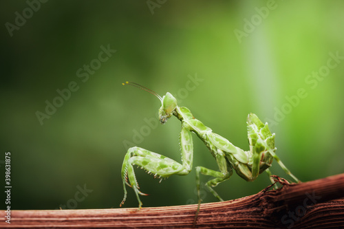 Side view of green mantis on twig isolated on nature background