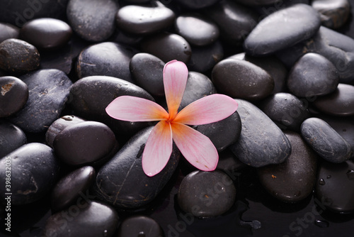 Beautiful two pink  frangipani and zen black stones background 