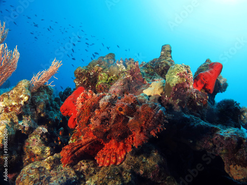 A Smallscale scorpionfish Scorpaenopsis oxycephala trying to blend in on the coral reef