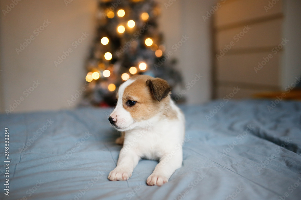 Cute Jack Russell puppy lies on the bed near the Christmas tree, bokeh and soft focus, home pet a gift for Christmas, New Year