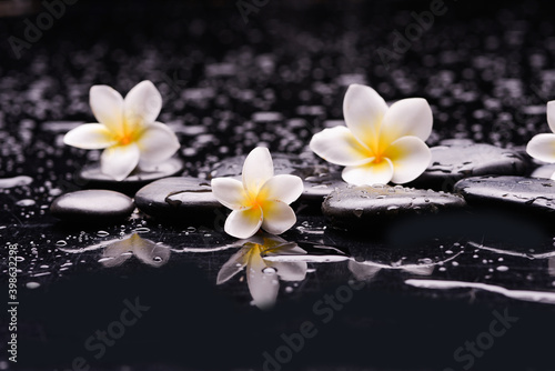 spa still life of with three  white frangipani and zen black stones  wet background 