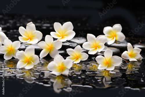 spa still life of with white frangipani and zen black stones ,wet background 