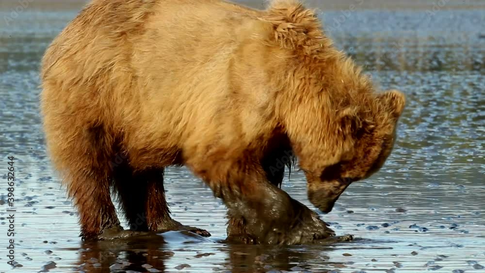 Brown Bear digging up clams, eating, shoreline, ocean, salt water, grizzle bear Brown Bear digging up clams, eating, shoreline, ocean, salt water, grizzle bear