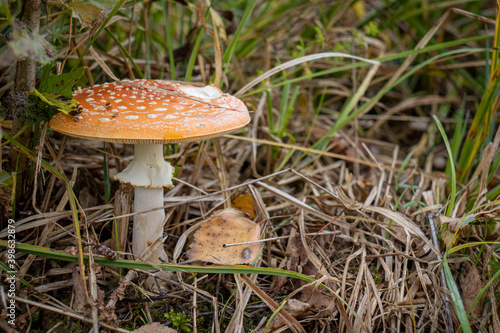 Fly agaric (Amanita muscaria) mushroom in the grass