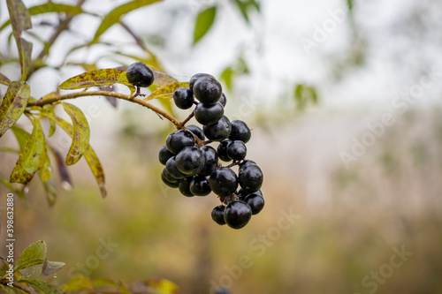 Black berries in the forest