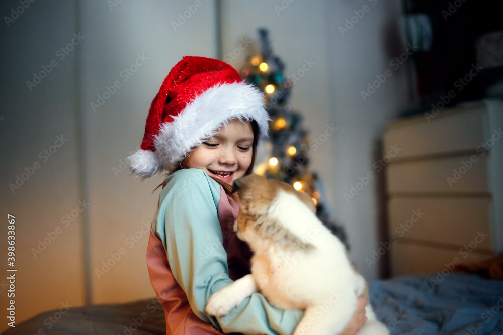 Obraz premium Cute Funny Caucasian girl child in red Santa hat holding embrace puppy Jack Russell, funny New Year's photo of children and puppies, Christmas gift, dream about pet, puppy and child communications