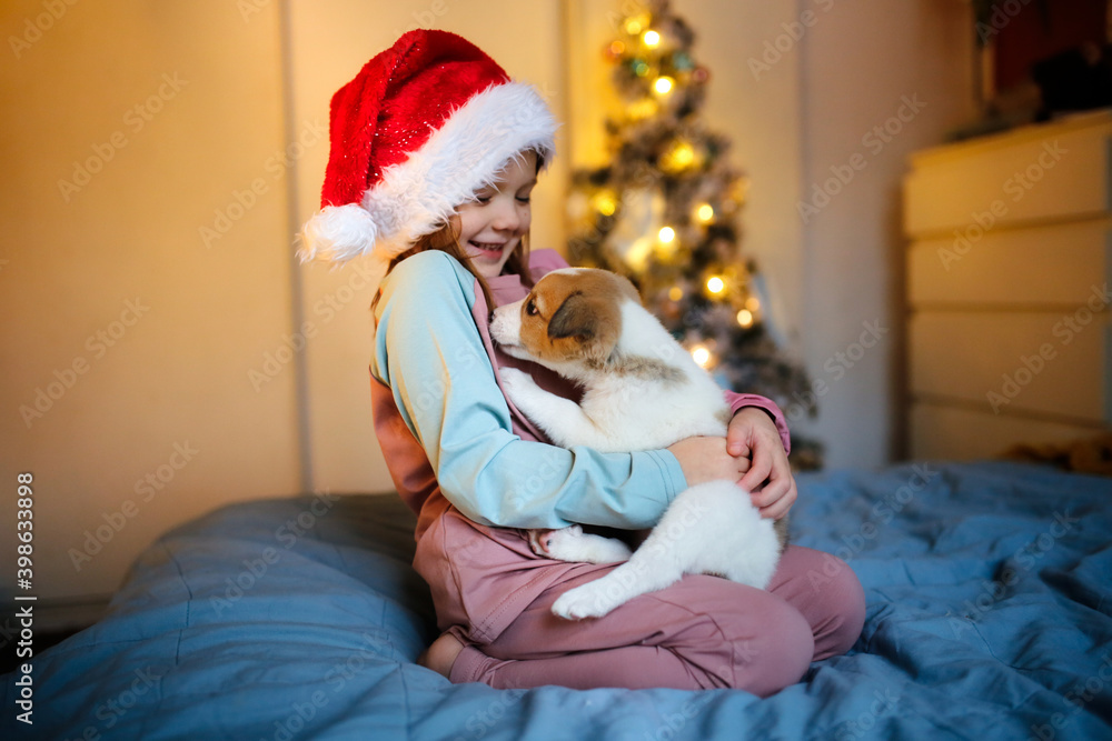 Cute Funny Caucasian girl child in red Santa hat holding embrace puppy Jack Russell, funny New Year's photo of children and puppies, Christmas gift, dream about pet, puppy and child communications