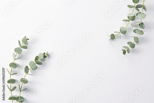 ユーカリ　ボタニカルな植物の白背景