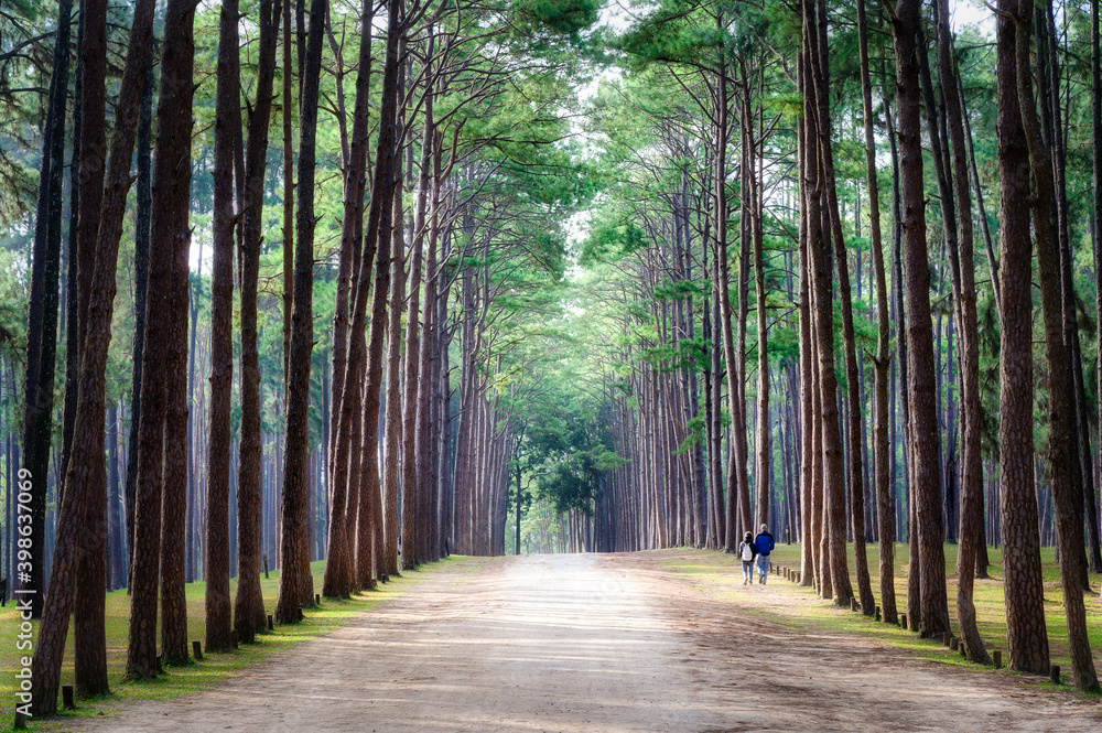 Rows of towering pine trees with walking couple at Hot district, Chiang Mai, Thailand Rows of towering pine trees with walking couple at Hot district, Chiang Mai, Thailand