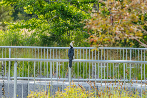 Little Pied Cormorant on fence railing on a spring afternoon