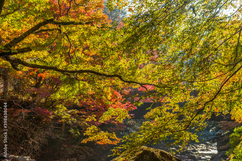 渓谷の紅葉