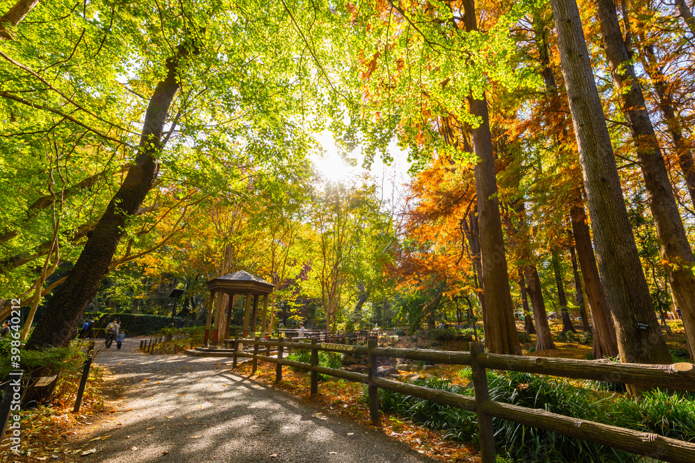 Obraz premium 林試の森公園