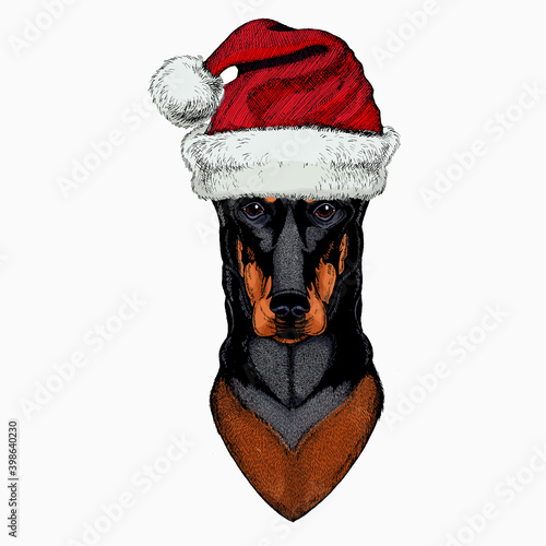 Doberman, dog portrait. Red Santa Claus hat. Christmas winter animal vector portrait.