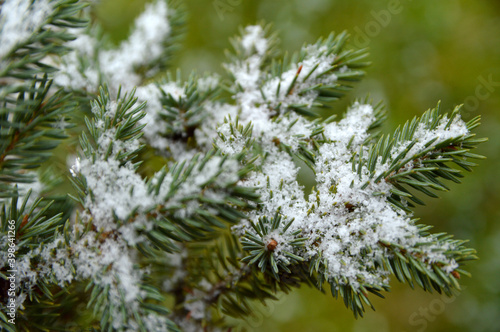 branch of pine tree covered with snow © Jana