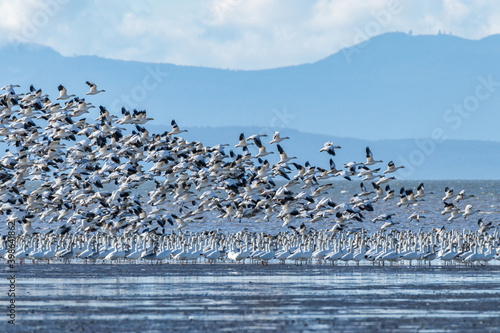 massive flock of snow geese took flight on the coast with mountain range over the horizon in the background