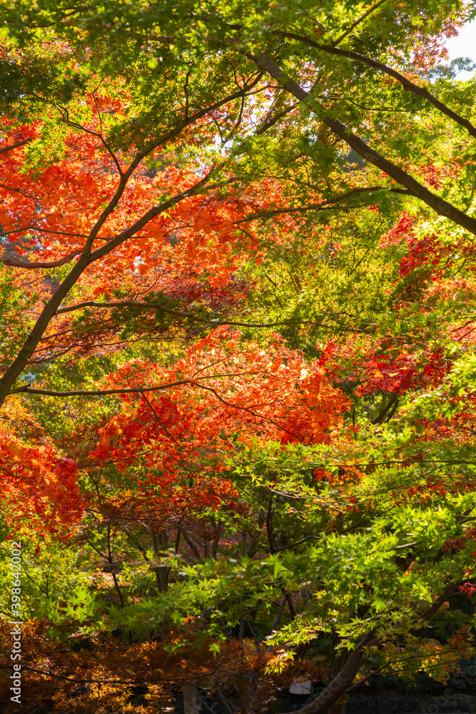 杉並区立大田黒公園の紅葉