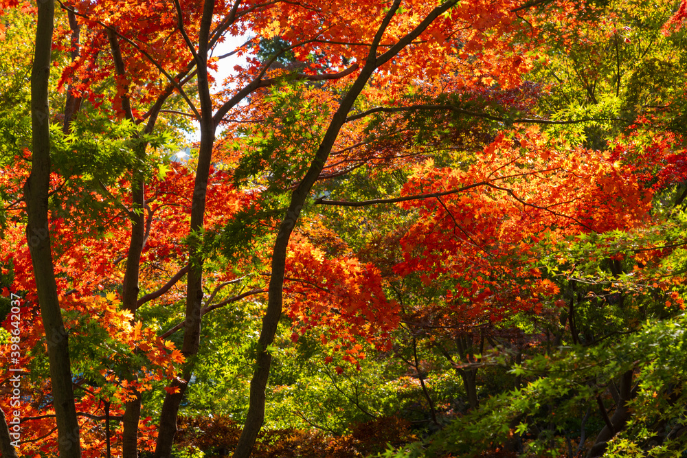 杉並区立大田黒公園の紅葉 杉並区立大田黒公園の紅葉