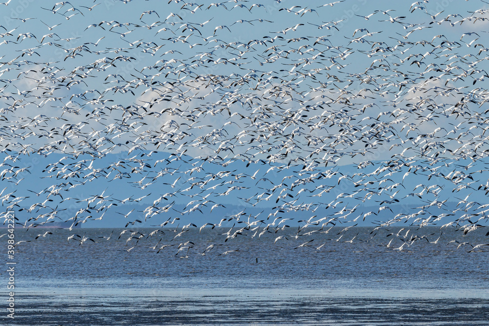 massive flock of snow geese flew over the coast with mountain range over the horizon