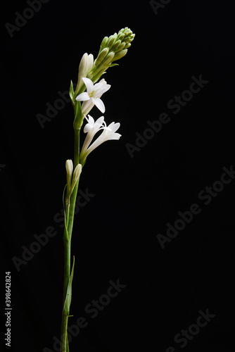 aroma  background  basalt  beautiful  beauty  black  bloom  blossom  branch   closeup  composition  concept  dark  decoration  design  dew  drop  elegant  flora  floral  flower  leaf  life    liquid  