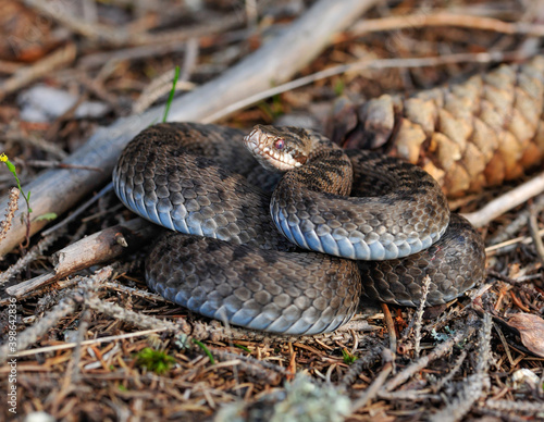 common adder, vipera berus photo