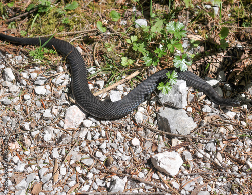 common adder, vipera berus photo