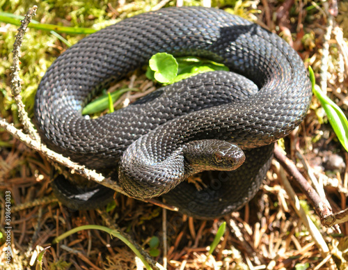 common adder, vipera berus photo