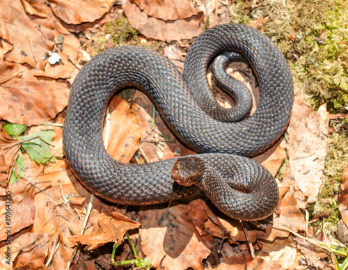 common adder, vipera berus photo