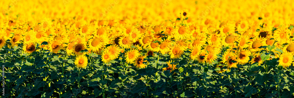 Wonderful panoramic view field of sunflowers by summertime Wonderful panoramic view field of sunflowers by summertime