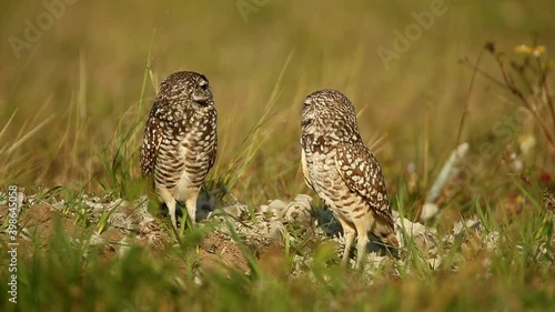 Burrowing Owl pair at nest cavity, burrowing