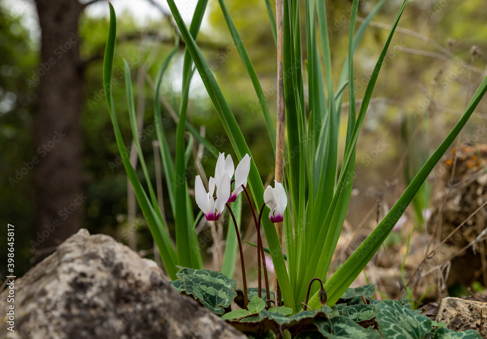 Young white Cyclomenes grow up after rain in a coniferous forest on Mount Tabor in northern Israel Young white Cyclomenes grow up after rain in a coniferous forest on Mount Tabor in northern Israel