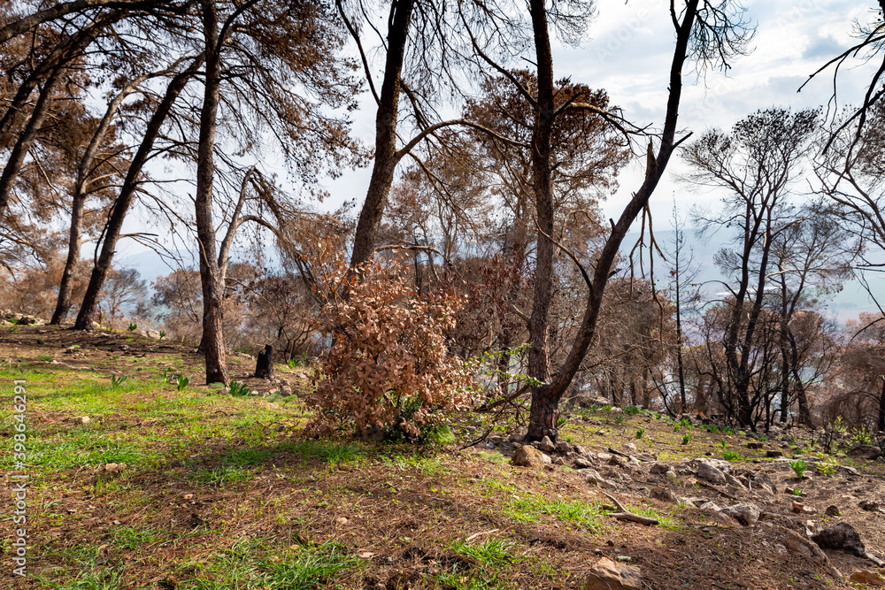 Trees burnt after a forest fire in a coniferous forest on Mount Tabor in northern Israel Trees burnt after a forest fire in a coniferous forest on Mount Tabor in northern Israel