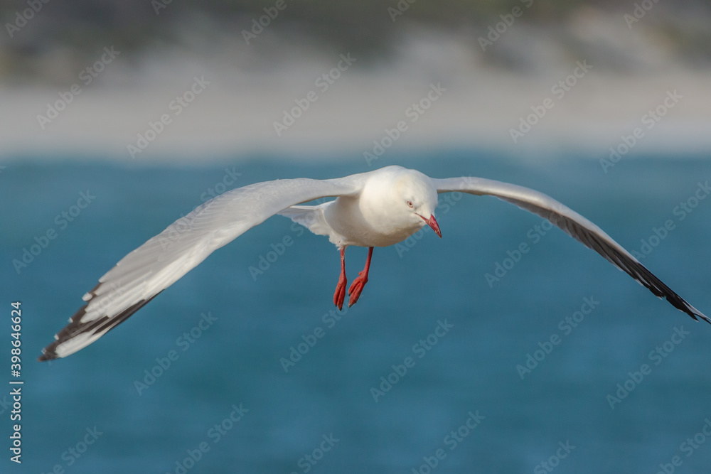 Silver Gull in the Harbour of Hopetoun, southwest Australia Silver Gull in the Harbour of Hopetoun, southwest Australia