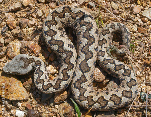snup nosed adder, Vipera latastei photo
