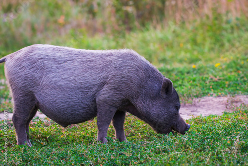 Vietnamese Pot-bellied pig on grass