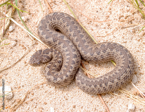 Vipera ursinii macrops, meadow viper photo