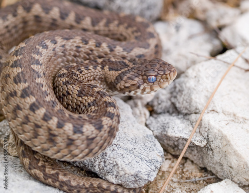 Vipera ursinii macrops, meadow viper photo