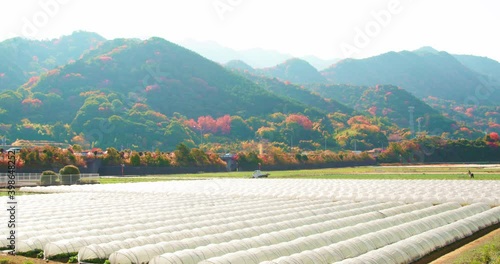 香川県観音寺市豊浜町、和田の風景です。Farm in Toyohama, Kanonji, Kagawa, Japan photo