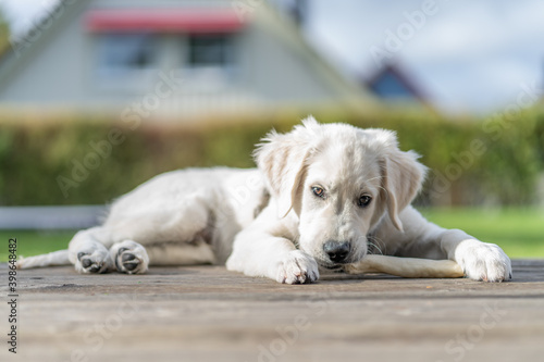 Golden retriever puppy chewing on bone