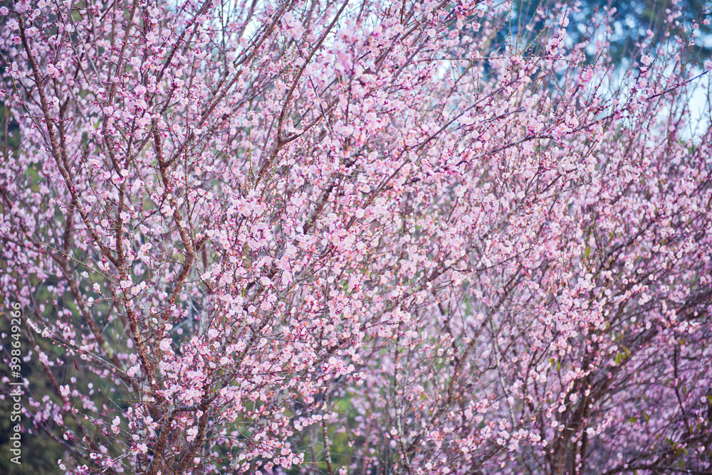 Cherry blossoms ,pink flowers background