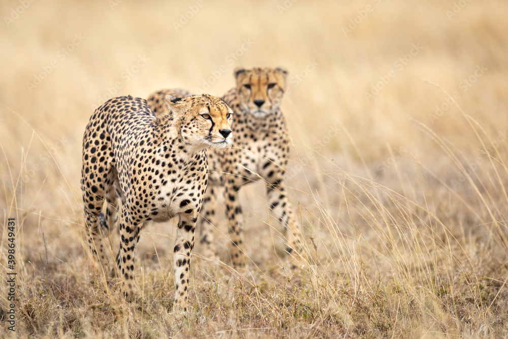 Two adult cheetahs walking in tall grass in Serengeti National Park in Tanzania Two adult cheetahs walking in tall grass in Serengeti National Park in Tanzania