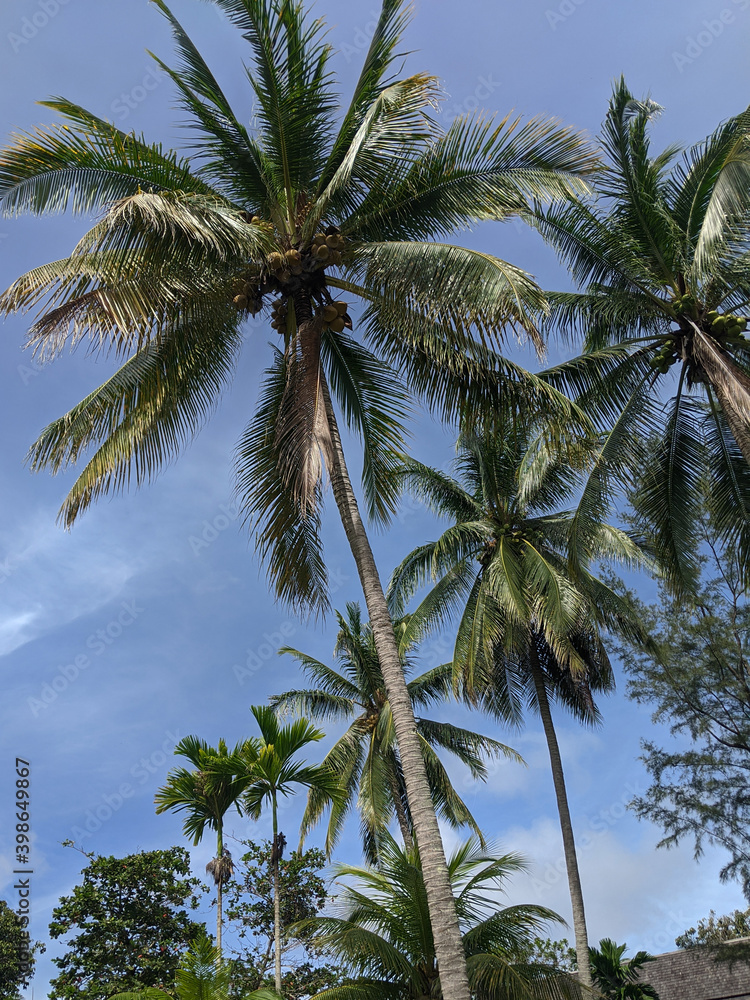 An image of a coconut tree with a beautiful sky.