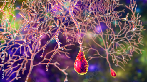 Foto Purkinje neuron, GABAergic neuron located in the cerebellum