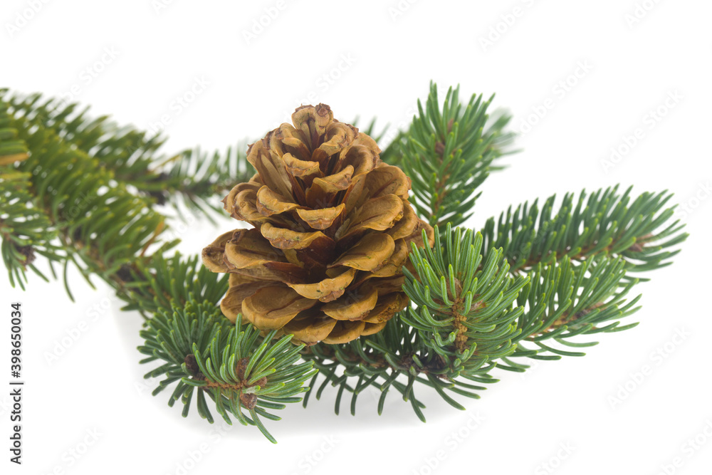 Green branches of a Christmas tree and cones isolated on a white background. Green branches of a Christmas tree and cones isolated on a white background.