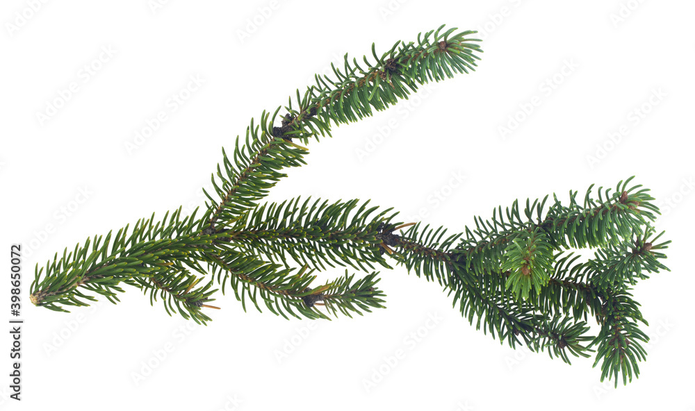 Green branches of a Christmas tree isolated on a white background.