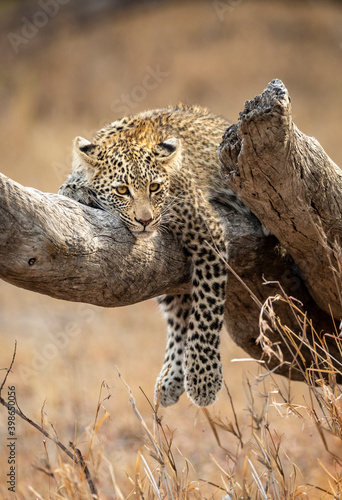 Vertical portrait of a young leopard cub lying on a dead tree trunk in Kruger Park in South Africa