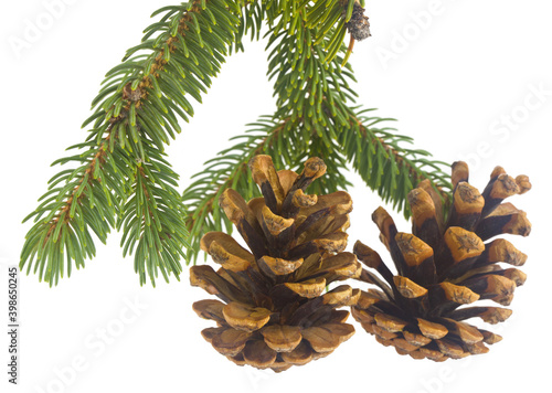 Green branch of a Christmas tree with a pine cone isolated on a white background.