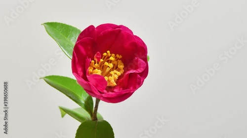 サザンカ　タイムラプス　開花
