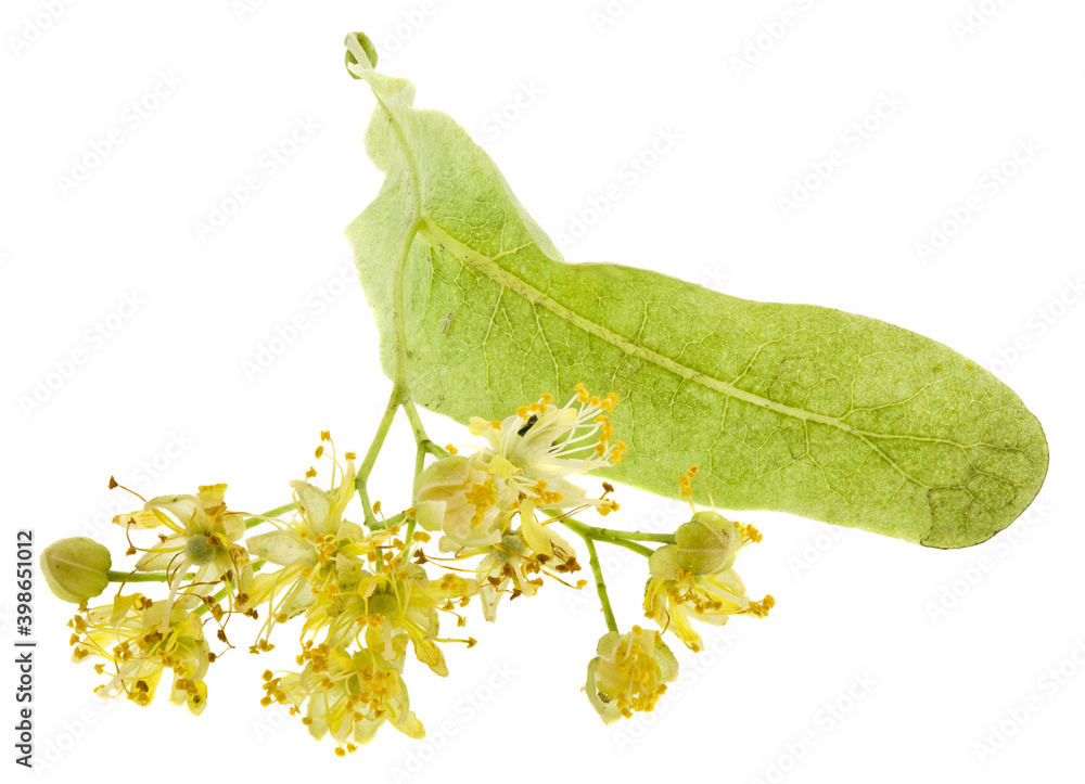 Obraz premium Linden flowers isolated on white background.